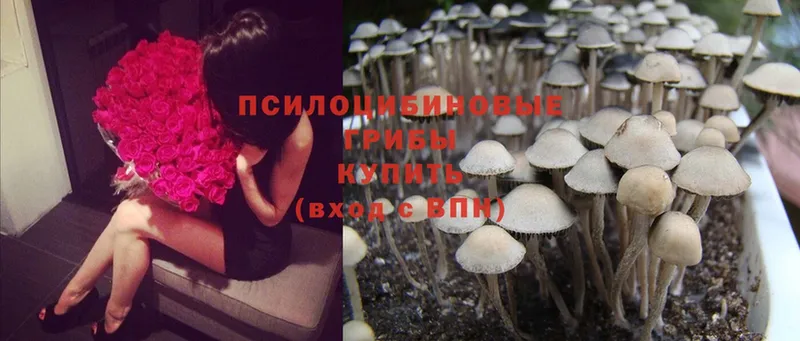 как найти закладки  Белоярский  Галлюциногенные грибы Psilocybine cubensis 